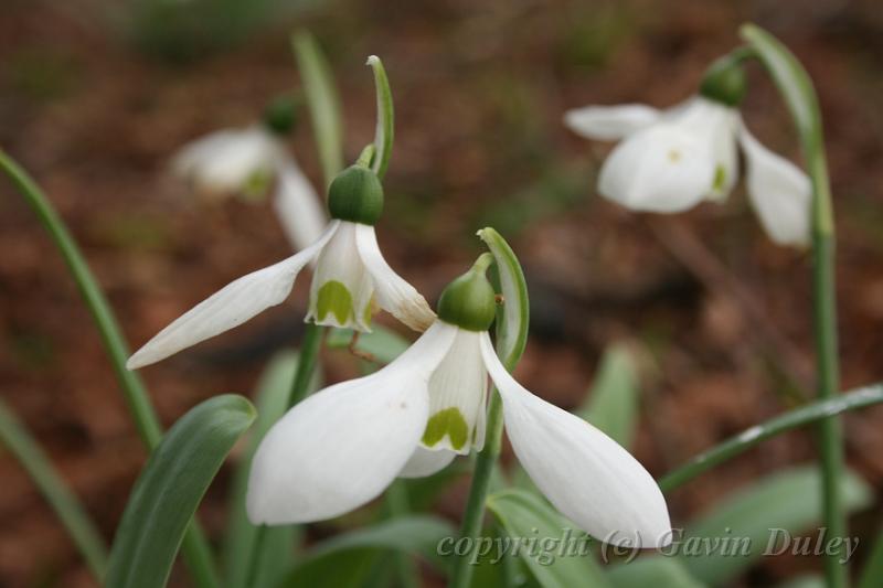 Snowdrops, Cloudehill Gardens IMG_6600.JPG